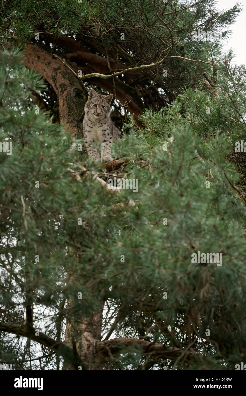 Lynx Boréal / Luchs ( Lynx lynx ) assis / se cacher tout en haut d'un pin, regarder vers le bas avec attention, comportement typique. Banque D'Images