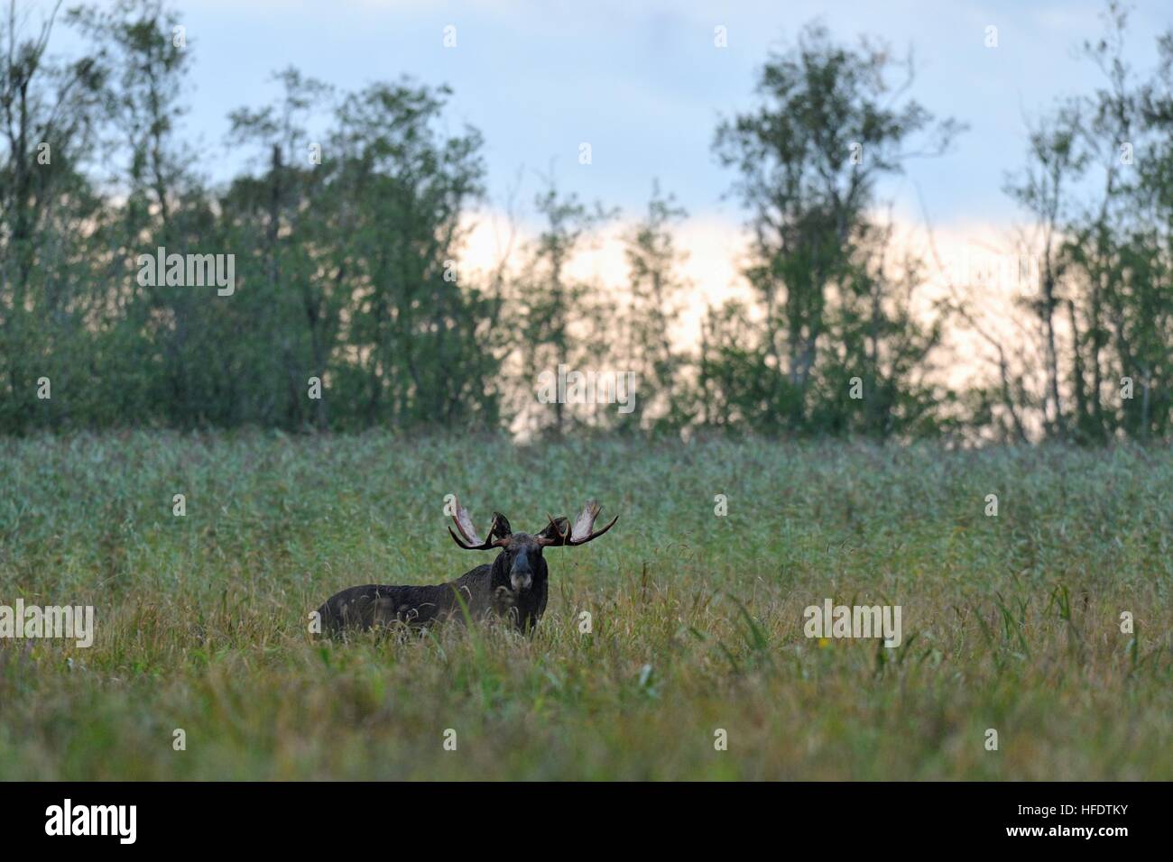 Big Bull Moose en chaleur Banque D'Images Big Bull Moose en chaleur Banque D'Images