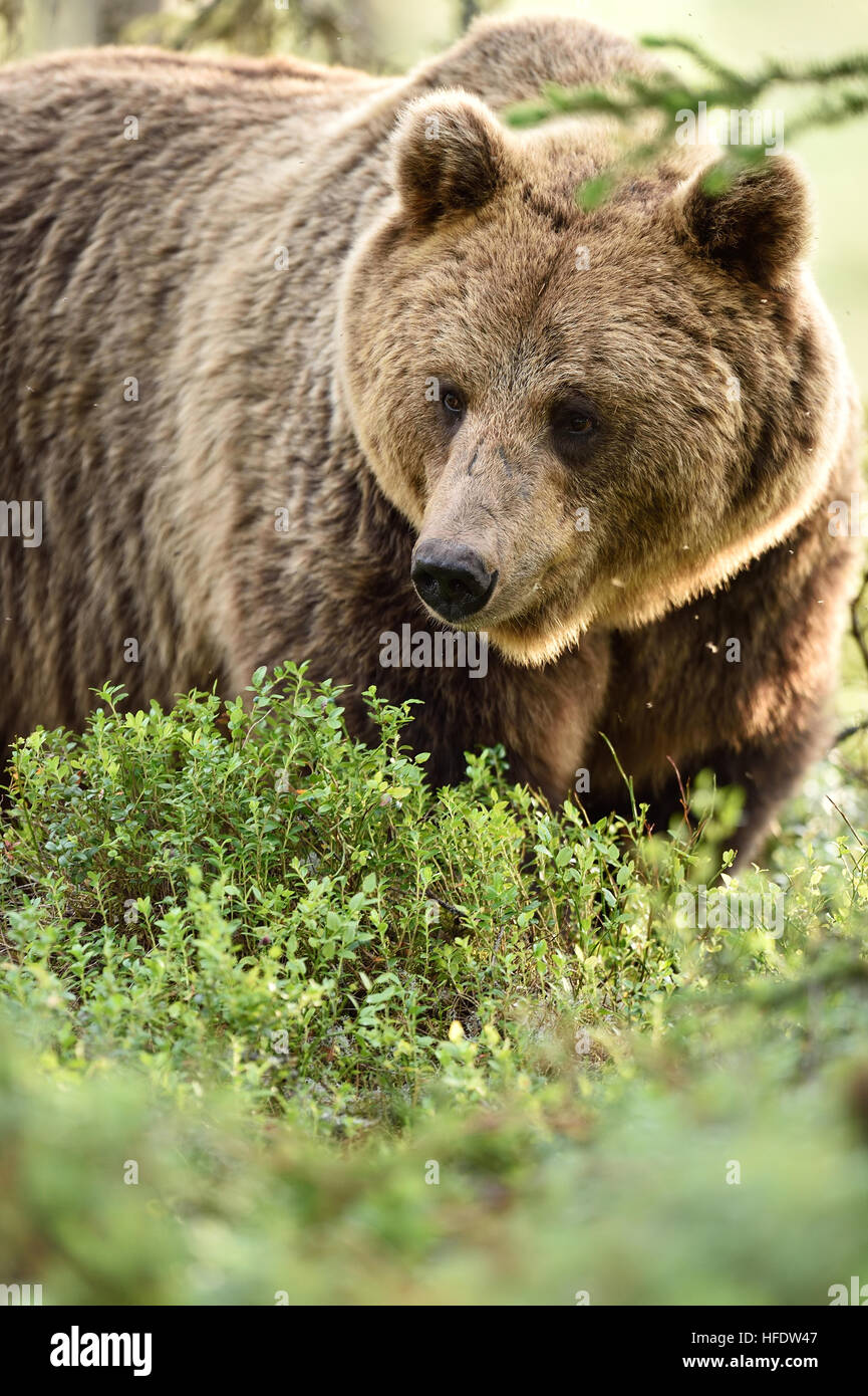 portrait de l’ours Banque D'Images