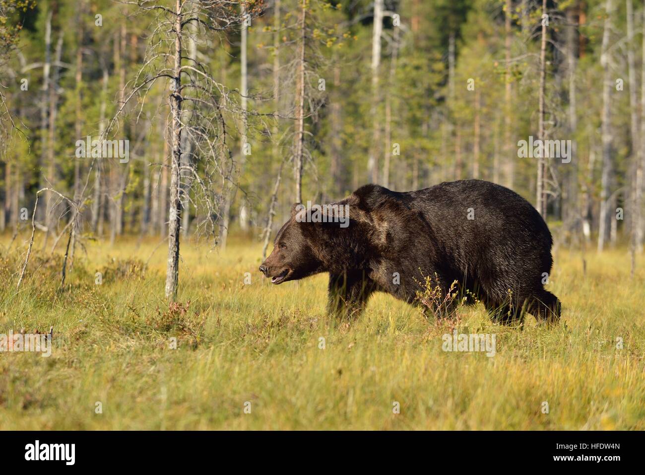 Ours brun balade dans la tourbière de la lumière du jour Banque D'Images