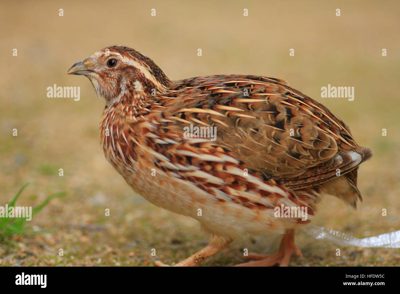La caille japonaise (Coturnix japonica) au Japon Banque D'Images