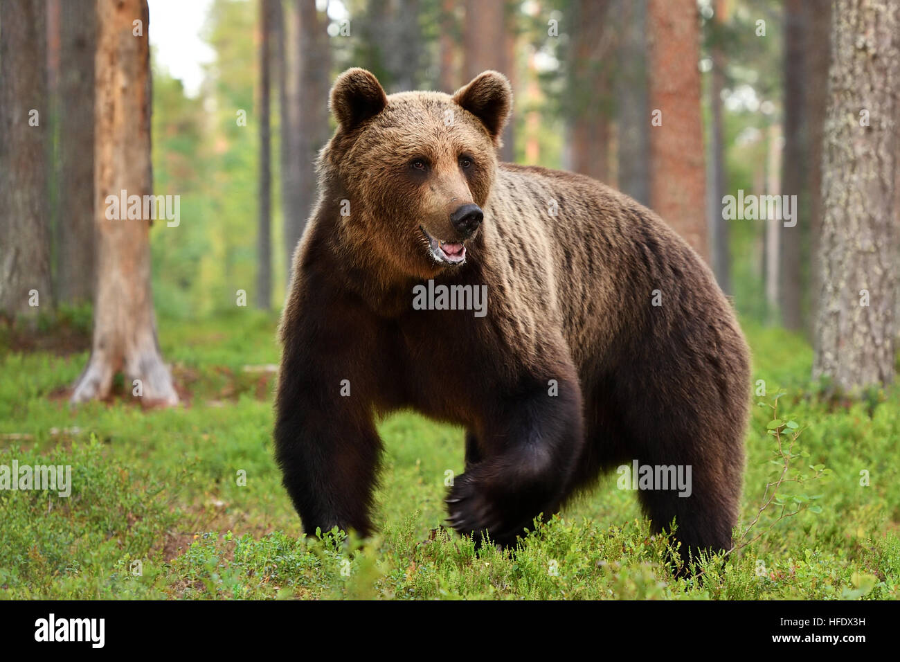 Ours brun (ursus arctos) en forêt. Grizzly. Banque D'Images