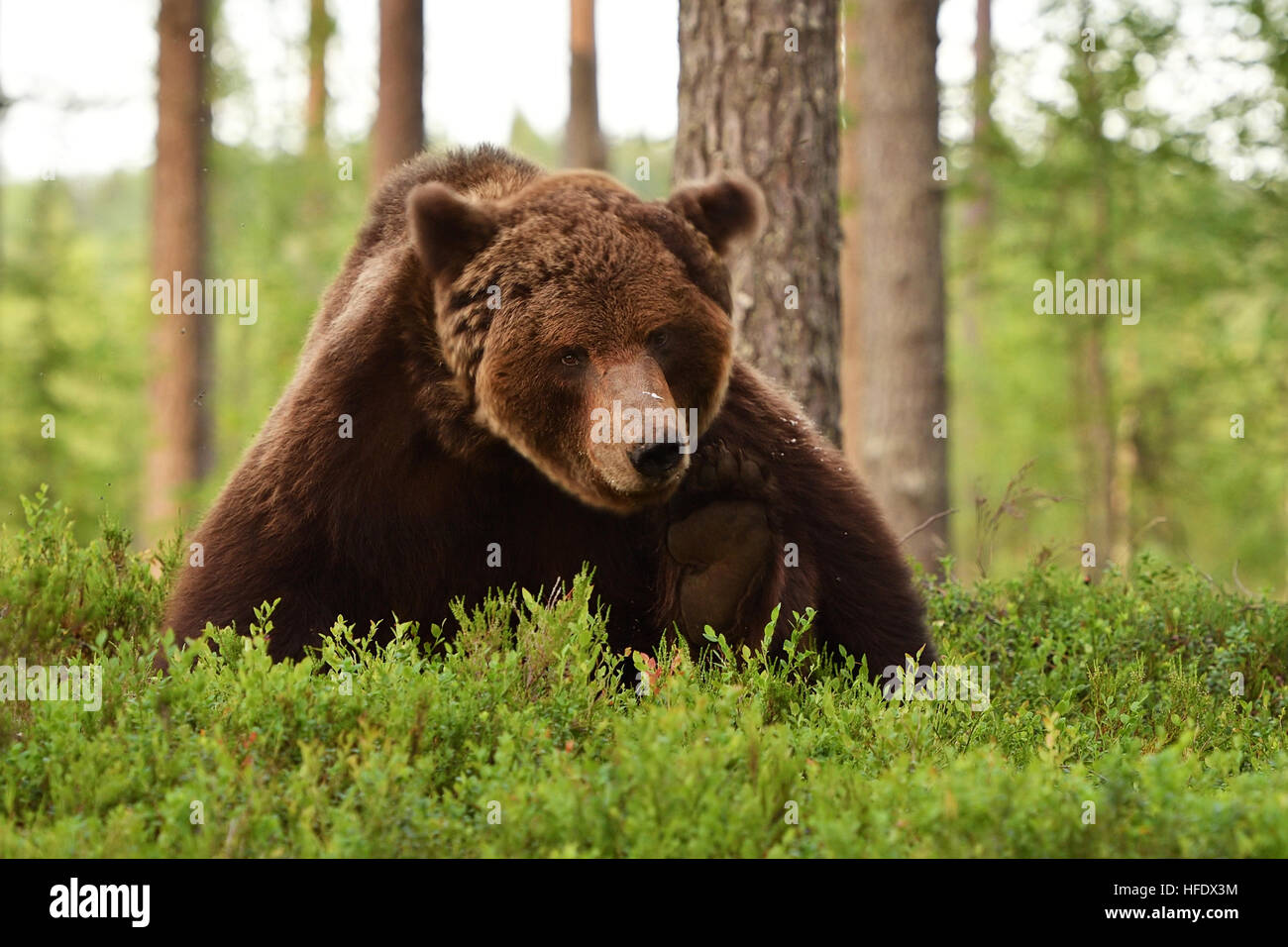 Ours brun rayer elle-même dans une forêt Banque D'Images