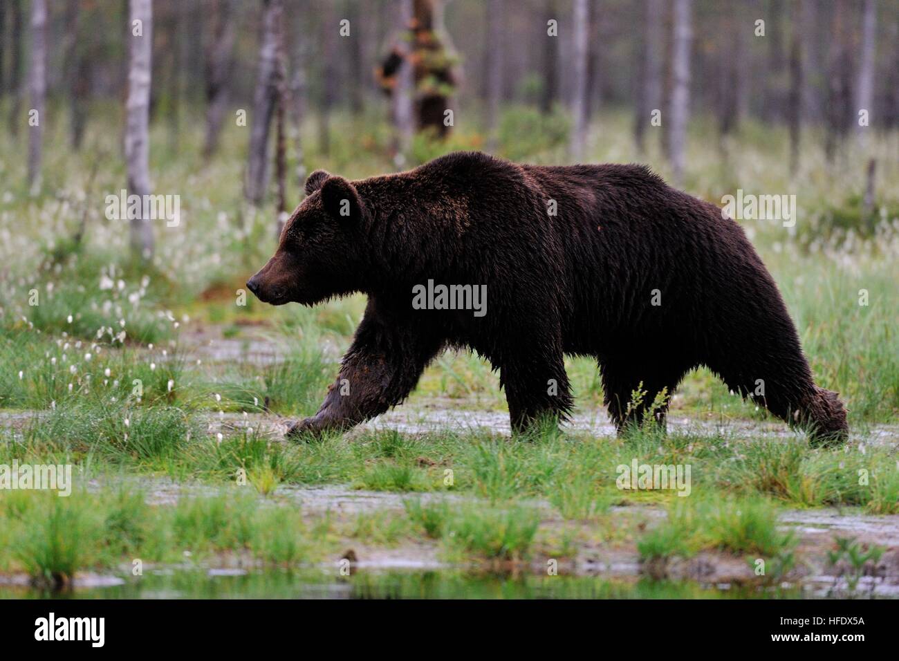 Grand mâle bown bear walking in tourbière de l'été, porte d'autres en arrière-plan Banque D'Images