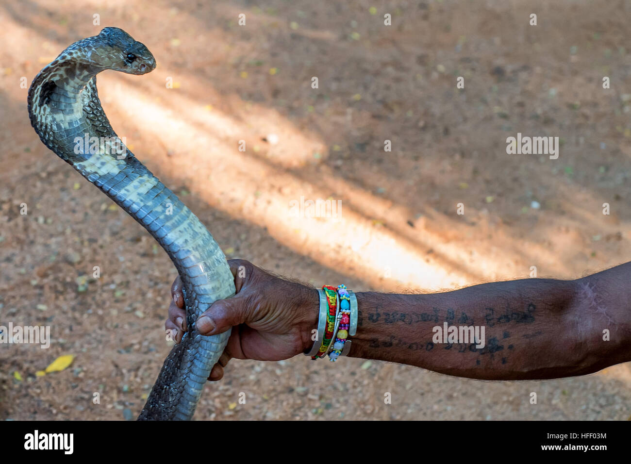 Photo gros plan de mains de charmeur de serpent ou fakir jouant pour taquiner cobra Banque D'Images
