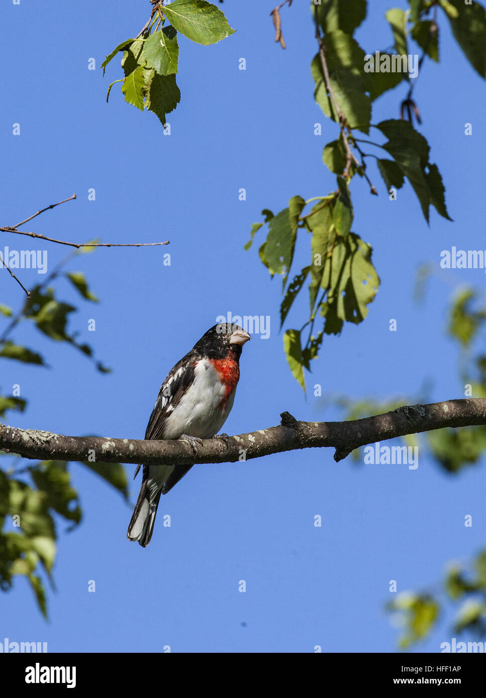 Mâle immature, Cardinal à poitrine rose Pheucticus ludovicianus,, perché sur une branche d'arbre. Banque D'Images