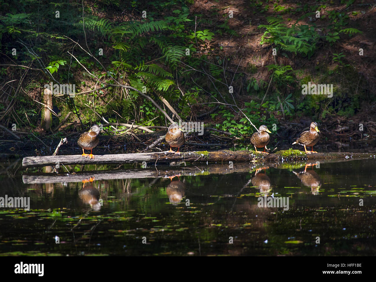 Canard colvert femelle, Anas platyrhynchos, le soleil sur un journal dans un petit étang marais forestiers. Banque D'Images