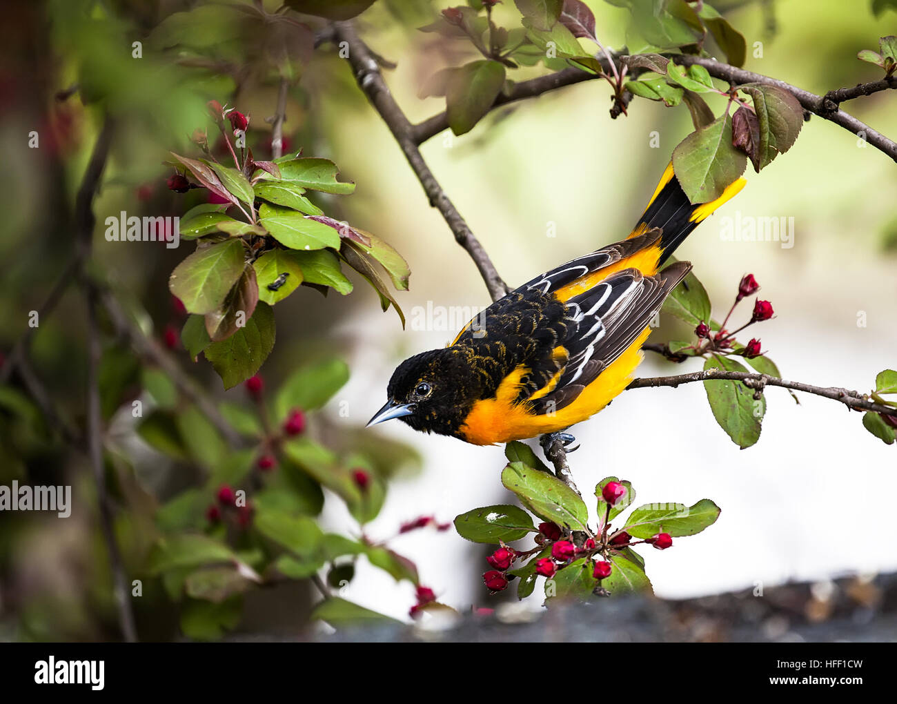 Mâle adulte, l'Oriole de Baltimore Icterus galbula, au plumage coloré de façon saisissante. Banque D'Images