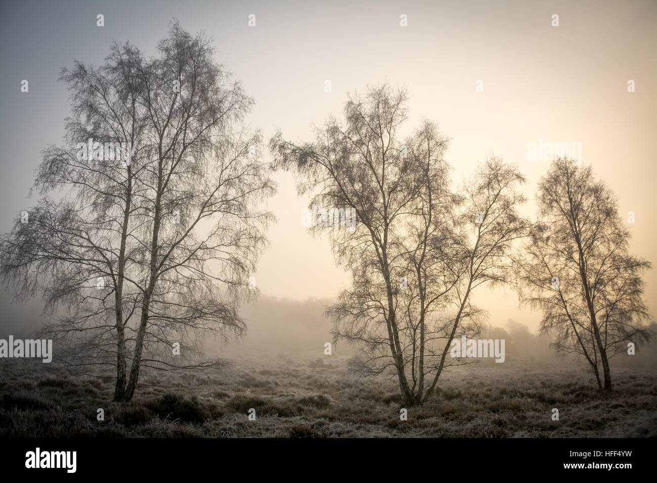 Paysage d'hiver scène de la lande et des arbres dans le brouillard glacial. Frensham Common dans la région de Surrey Hills d'une beauté naturelle exceptionnelle, campagne britannique. Banque D'Images