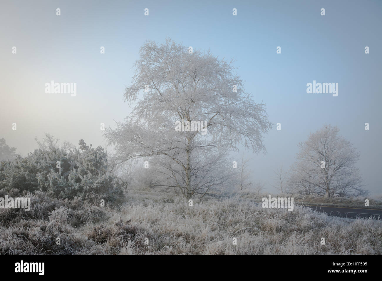 Paysage d'hiver scène de la lande et des arbres dans le brouillard glacial. Frensham Common dans la région de Surrey Hills d'une beauté naturelle exceptionnelle, Royaume-Uni Banque D'Images