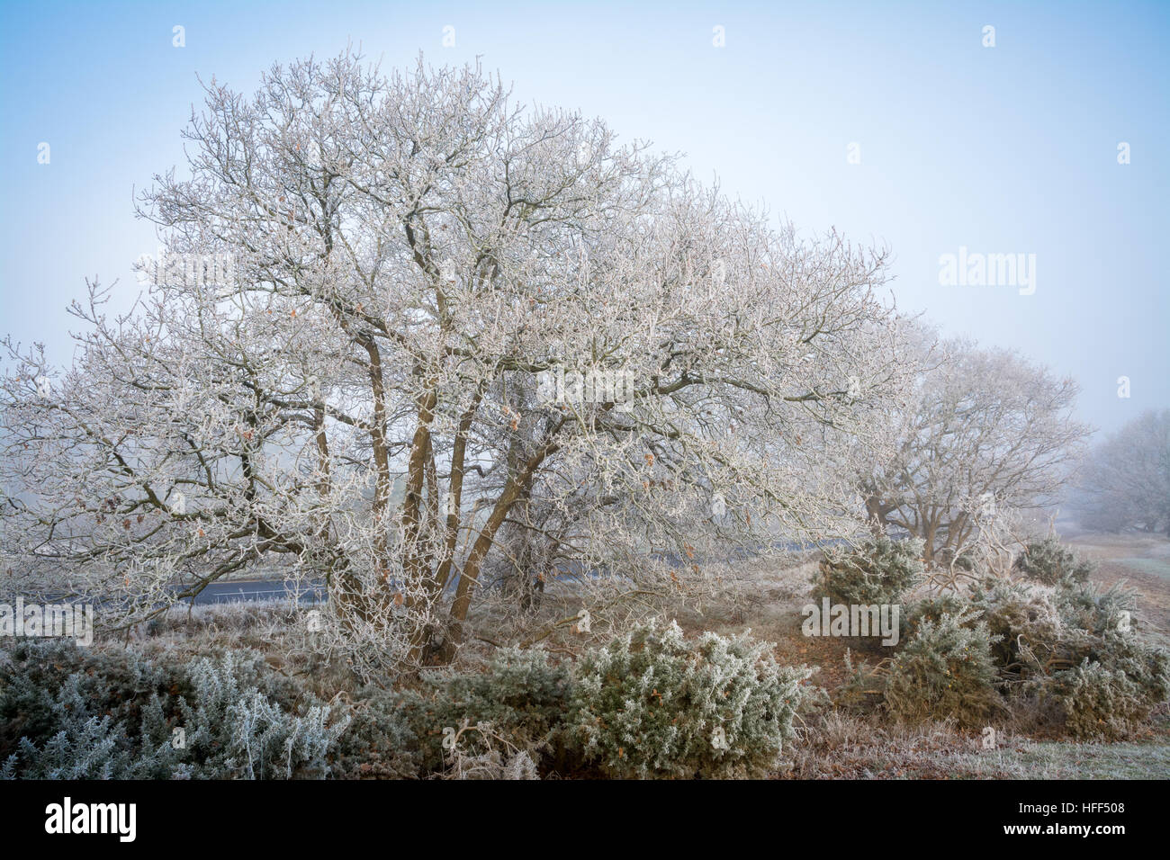 Paysage de campagne d'hiver à Frensham Common dans l'AONB de Surrey Hills, Royaume-Uni, avec brouillard glacial en décembre Banque D'Images
