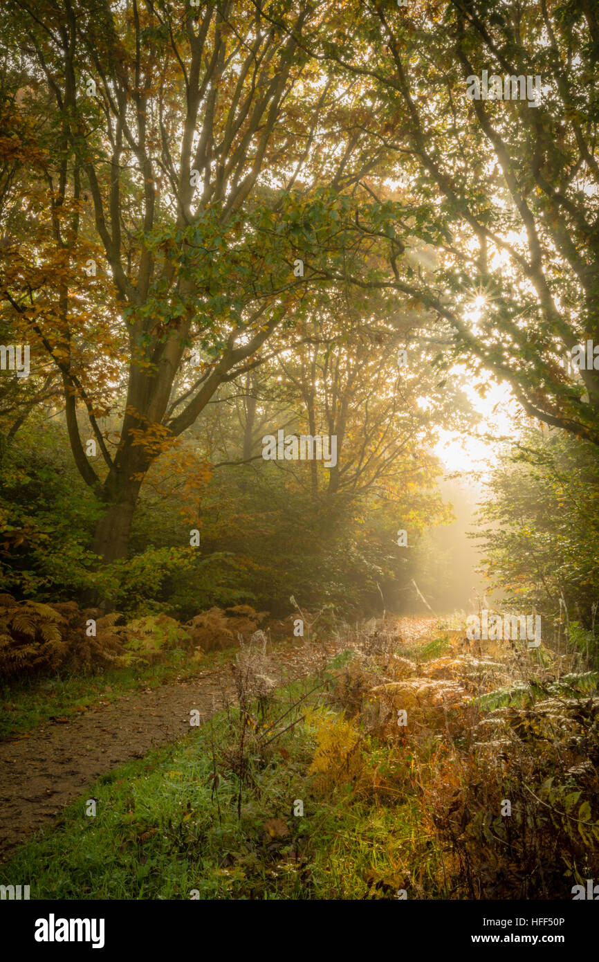 Vue le long chemin forestiers sur un matin d'automne brumeux. Un beau paysage à Alice Holt Forest. Banque D'Images