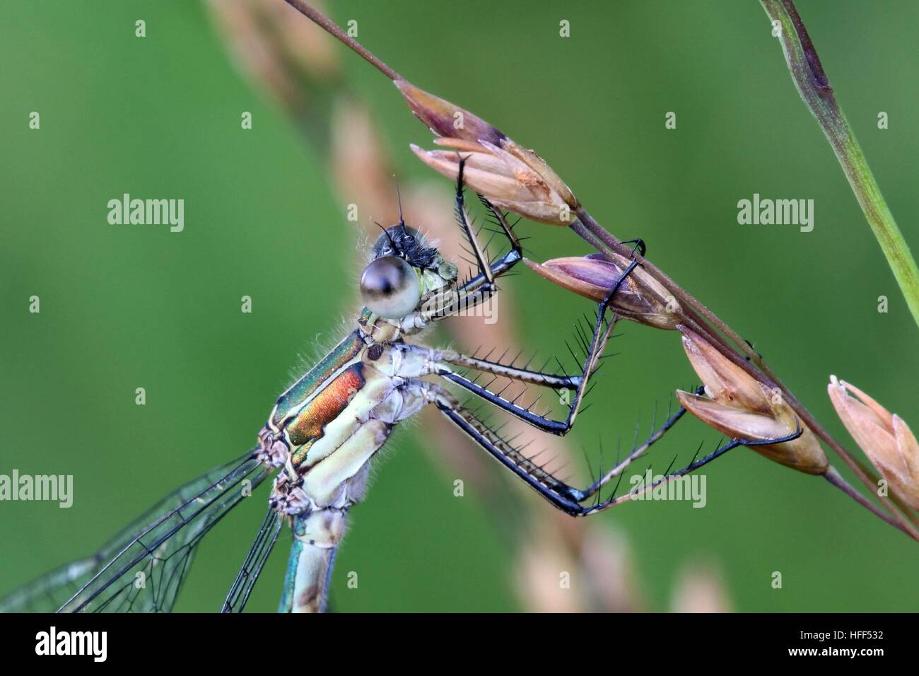 Demoiselle d'Émeraude, connu aussi sous le nom de Common spreadwing Banque D'Images