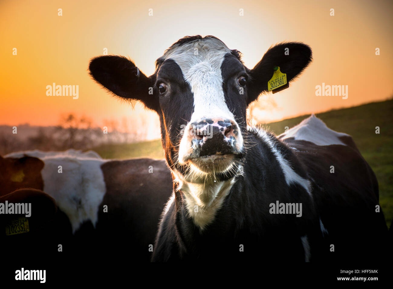 Un curieux Vache noir et blanc à la recherche avec curiosité à la caméra Banque D'Images