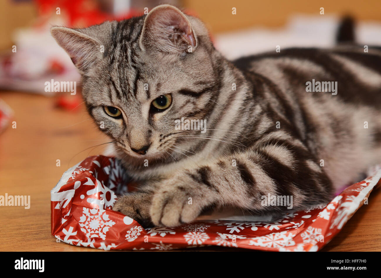 Un chat mâle Tabby/Bengal chaton de 6 mois ouvrant ses cadeaux de Noël. Animal de compagnie intérieur Banque D'Images