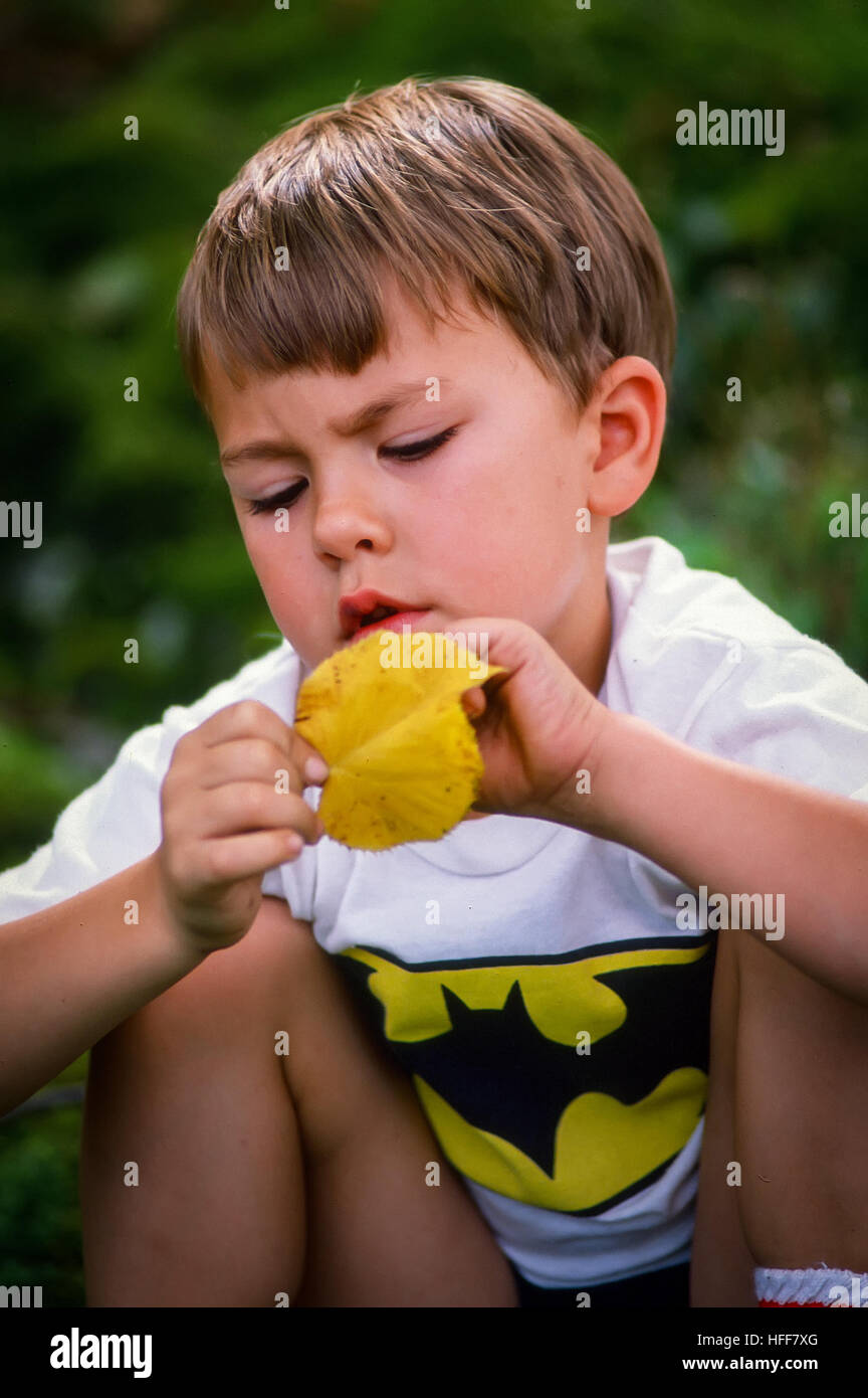 Un garçon de quatre ans est absorbé dans la concentration sur une feuille jaune . Banque D'Images