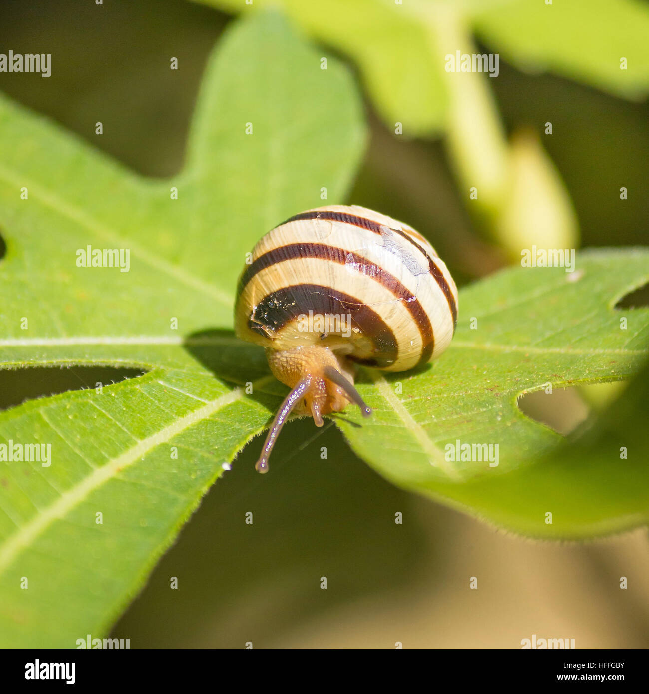 Escargot sur feuille de vigne, vert composition carrée Banque D'Images