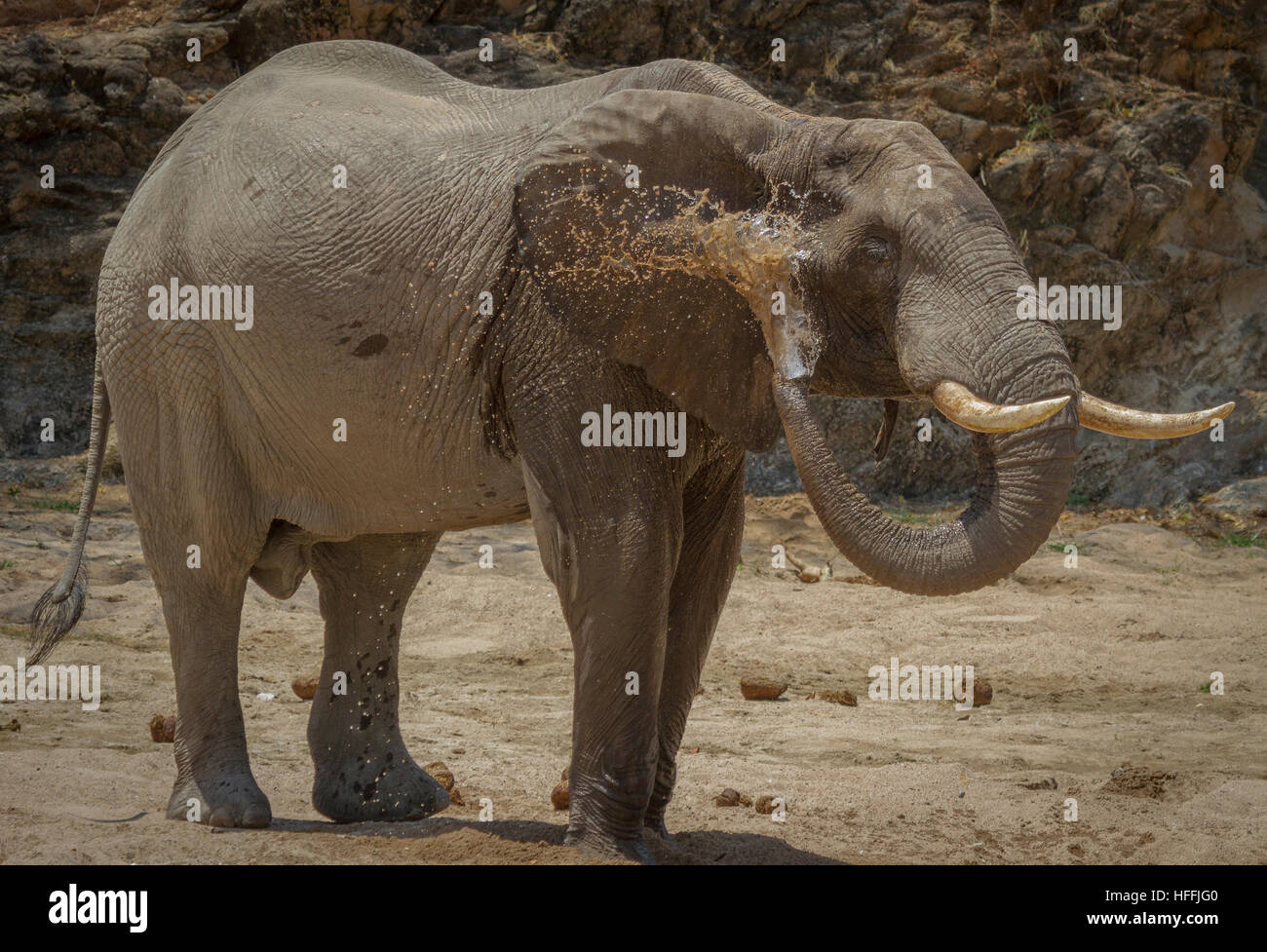 L'eau éclabousse l'éléphant sur lui-même Banque D'Images