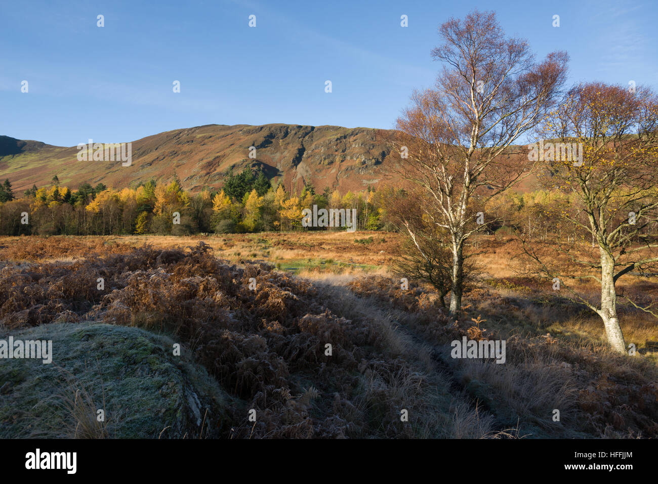 Un matin glacial proche Manesty Derwent Water Park et à l'automne, Parc National de Lake District, Cumbria, Angleterre, Royaume-Uni Banque D'Images