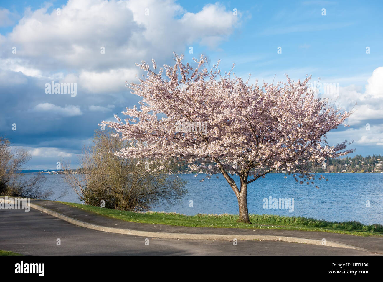 Un cerisier fleurit sur les rives du lac de Washington près de Seattle. Banque D'Images