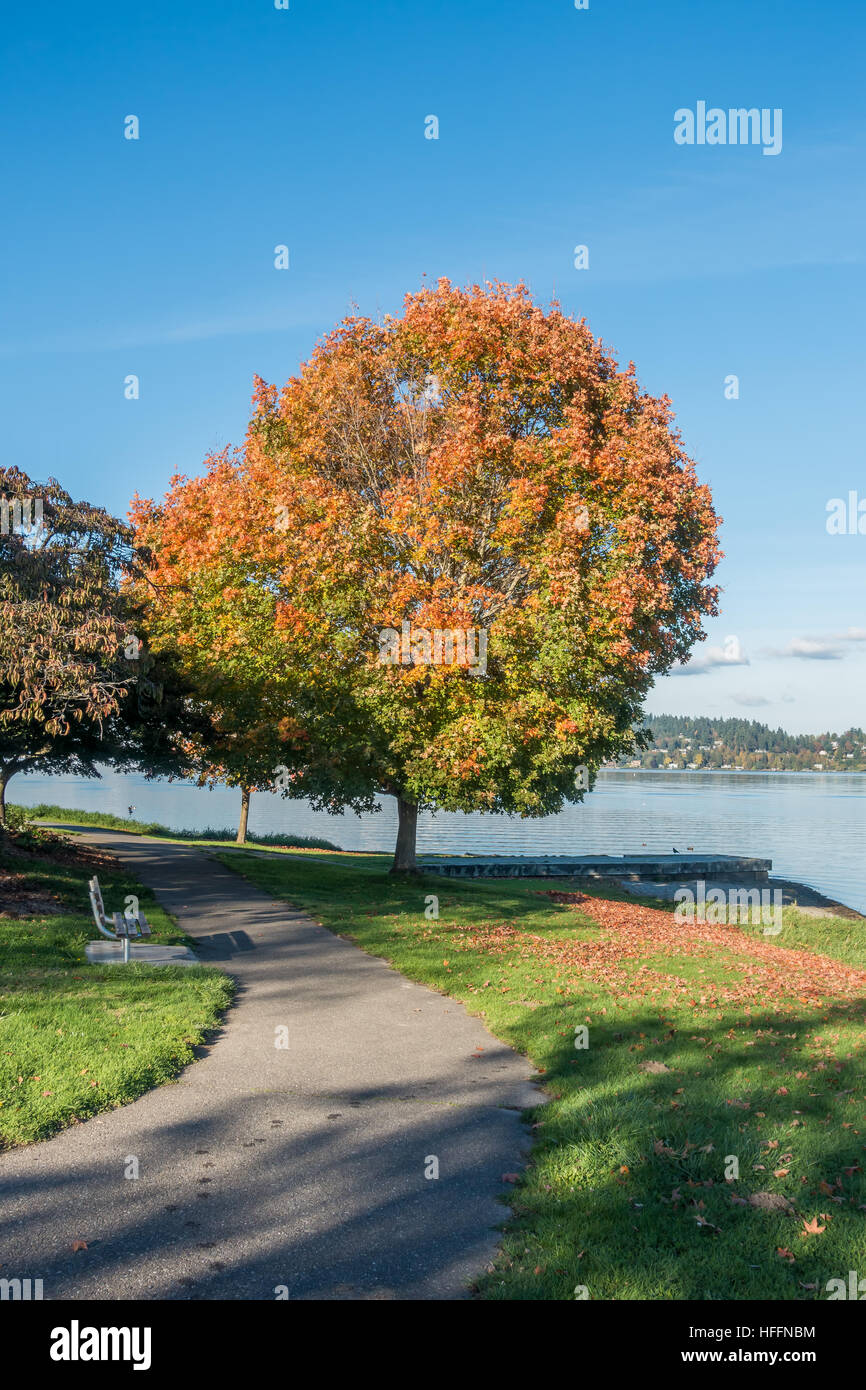 Les feuilles d'automne retour à l'orange sur un arbre par le lac Washington près de Seattle. Banque D'Images