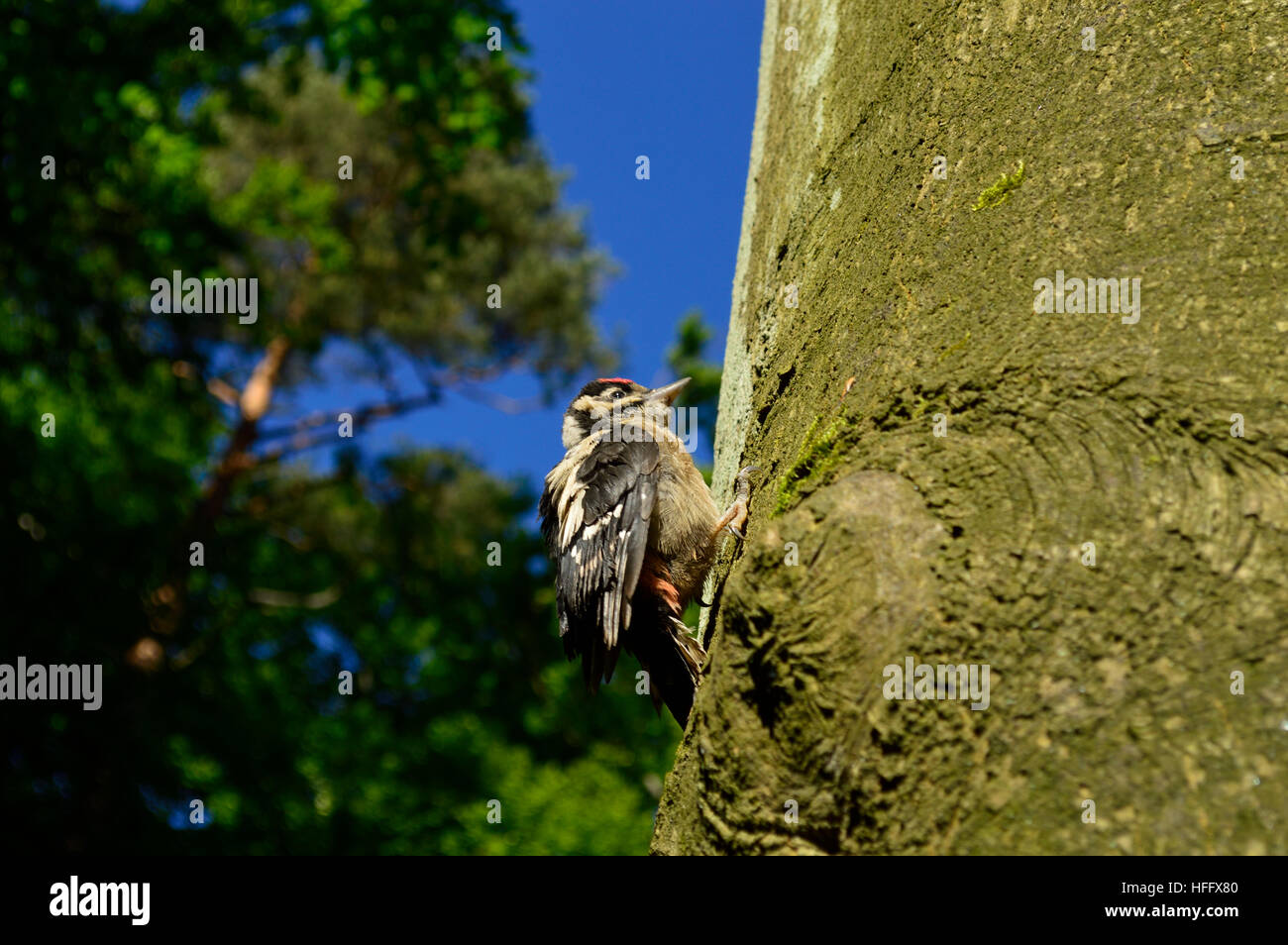 Tapoter sur un pic vers pine tree Banque D'Images