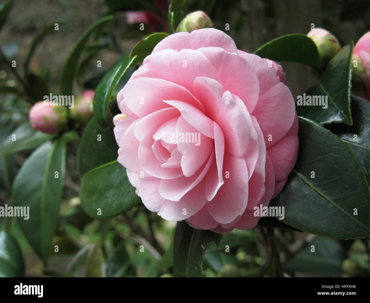 Cultivar japonais ancien rose fleur de camélia japonica appelé Otome Tsubaki Banque D'Images