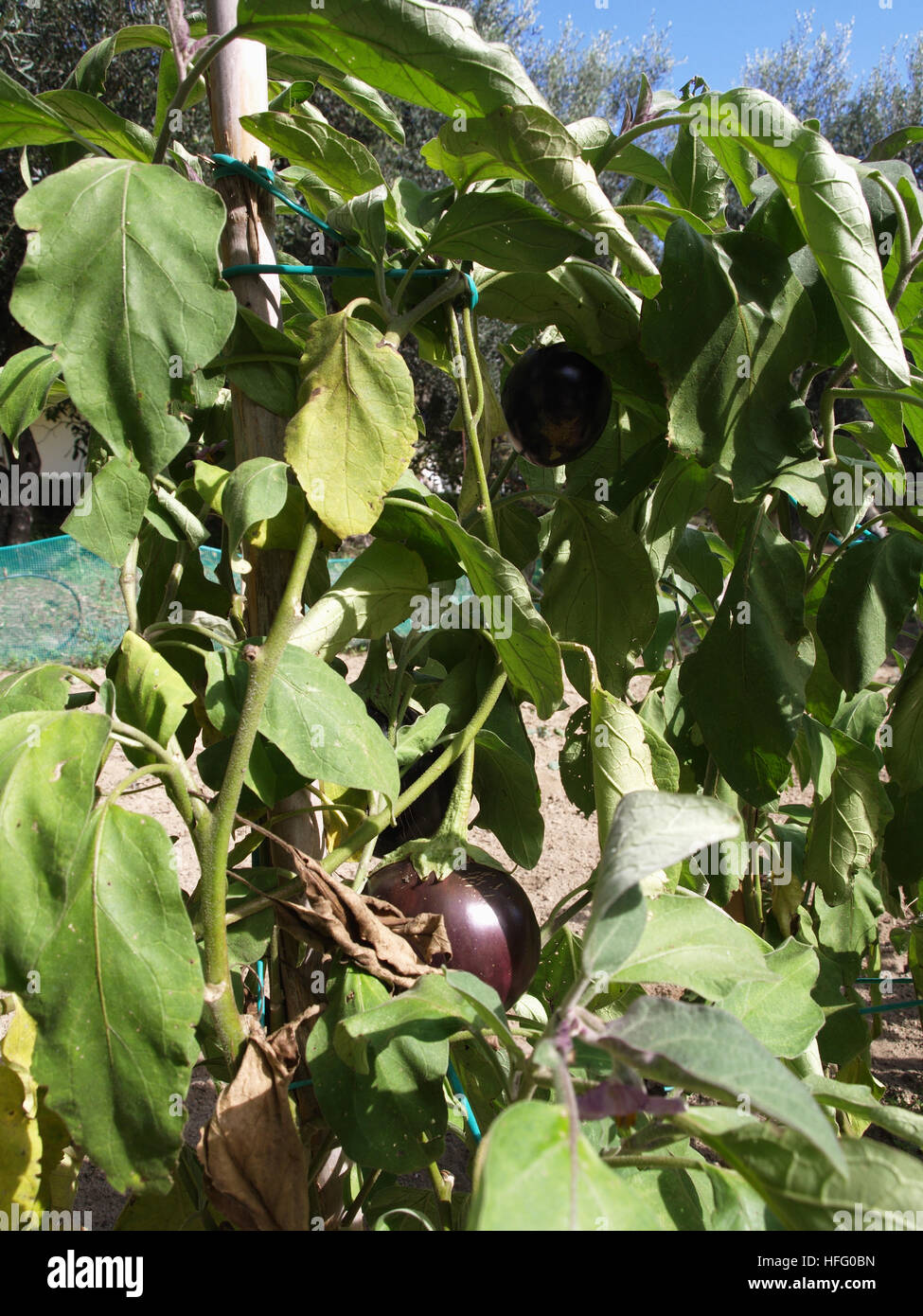 Les aubergines de plus en potager en jardin à Corfou Grèce Banque D'Images