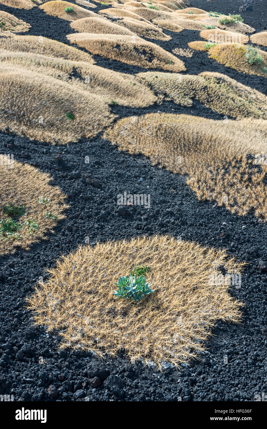 Milkvetch sicilienne (Astragalus siculus), plante endémique sur pioneer de lave de 1928, l'Etna, volcan, au nord-est du flanc Banque D'Images