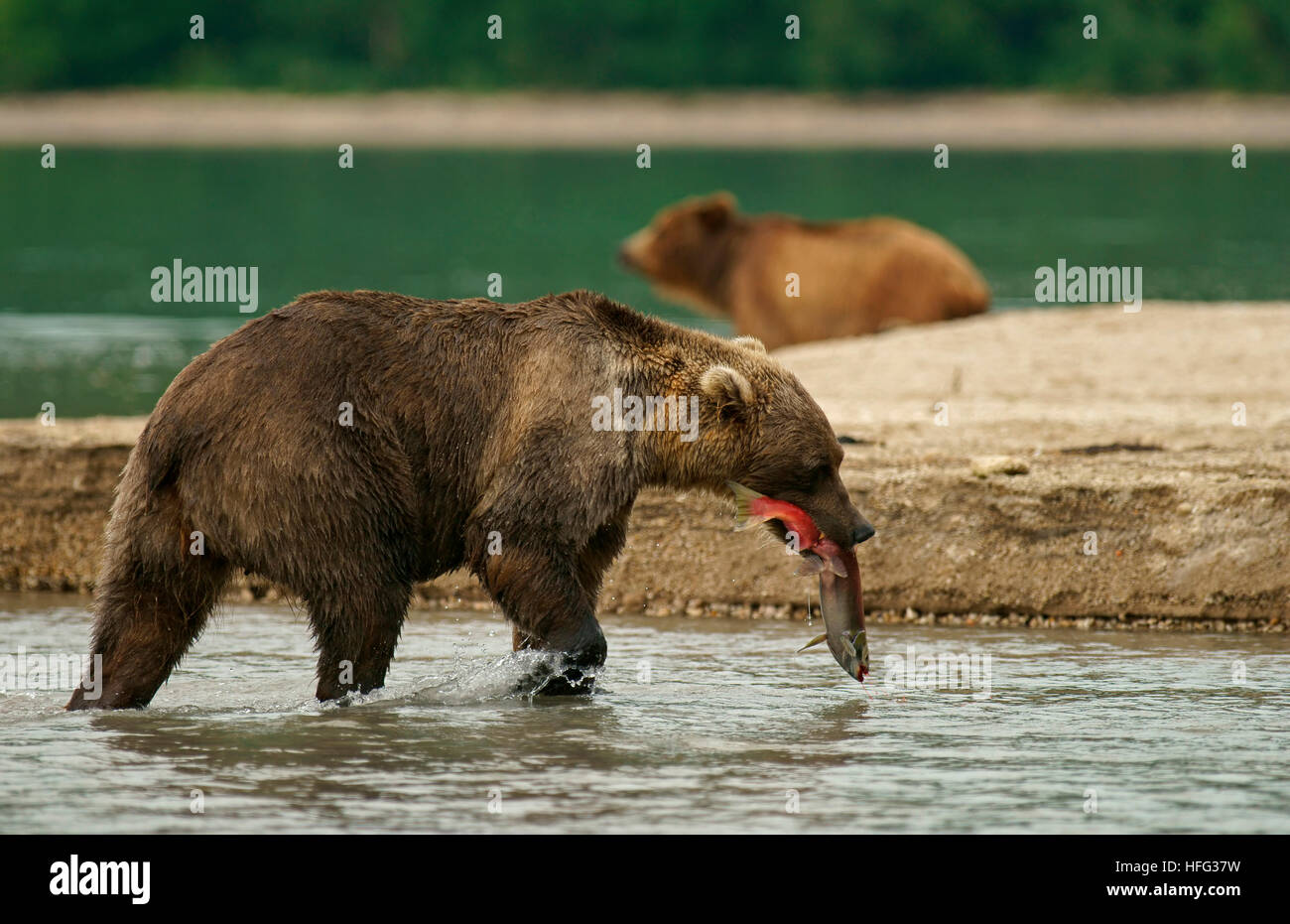 Ours brun (Ursus arctos) avec le saumon dans sa bouche, dans le lac Kurile Kamchatka, Russie Banque D'Images