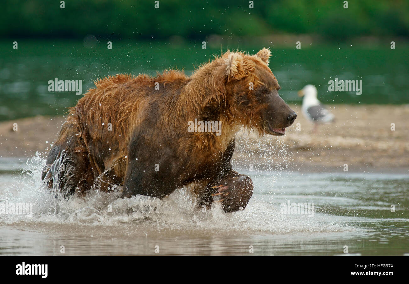 Ours brun (Ursus arctos) dans l'eau, lac Kurile au Kamchatka, Russie Banque D'Images