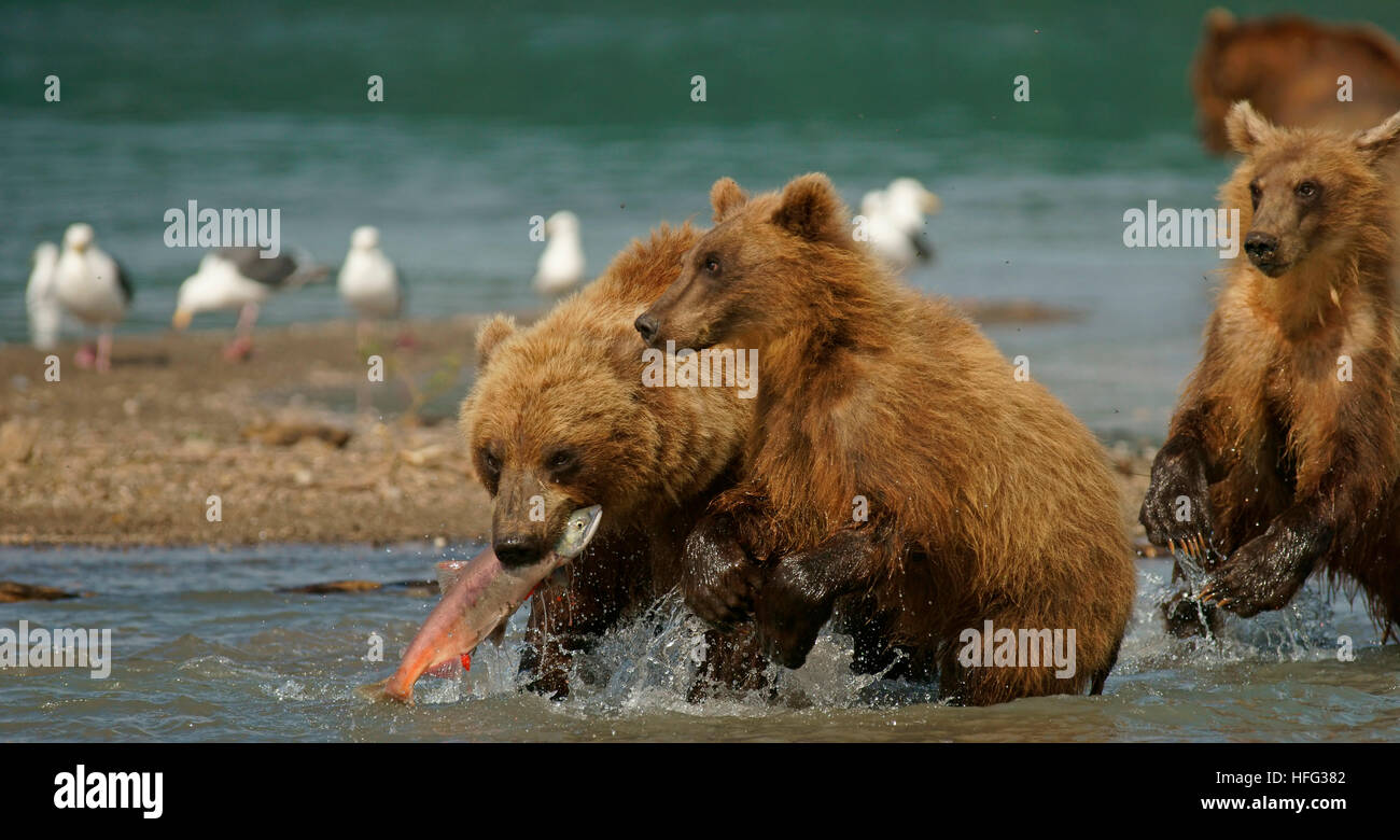 Ours brun (Ursus arctos) Chasse, avec le saumon dans sa bouche, dans le lac Kurile Kamchatka, Russie Banque D'Images