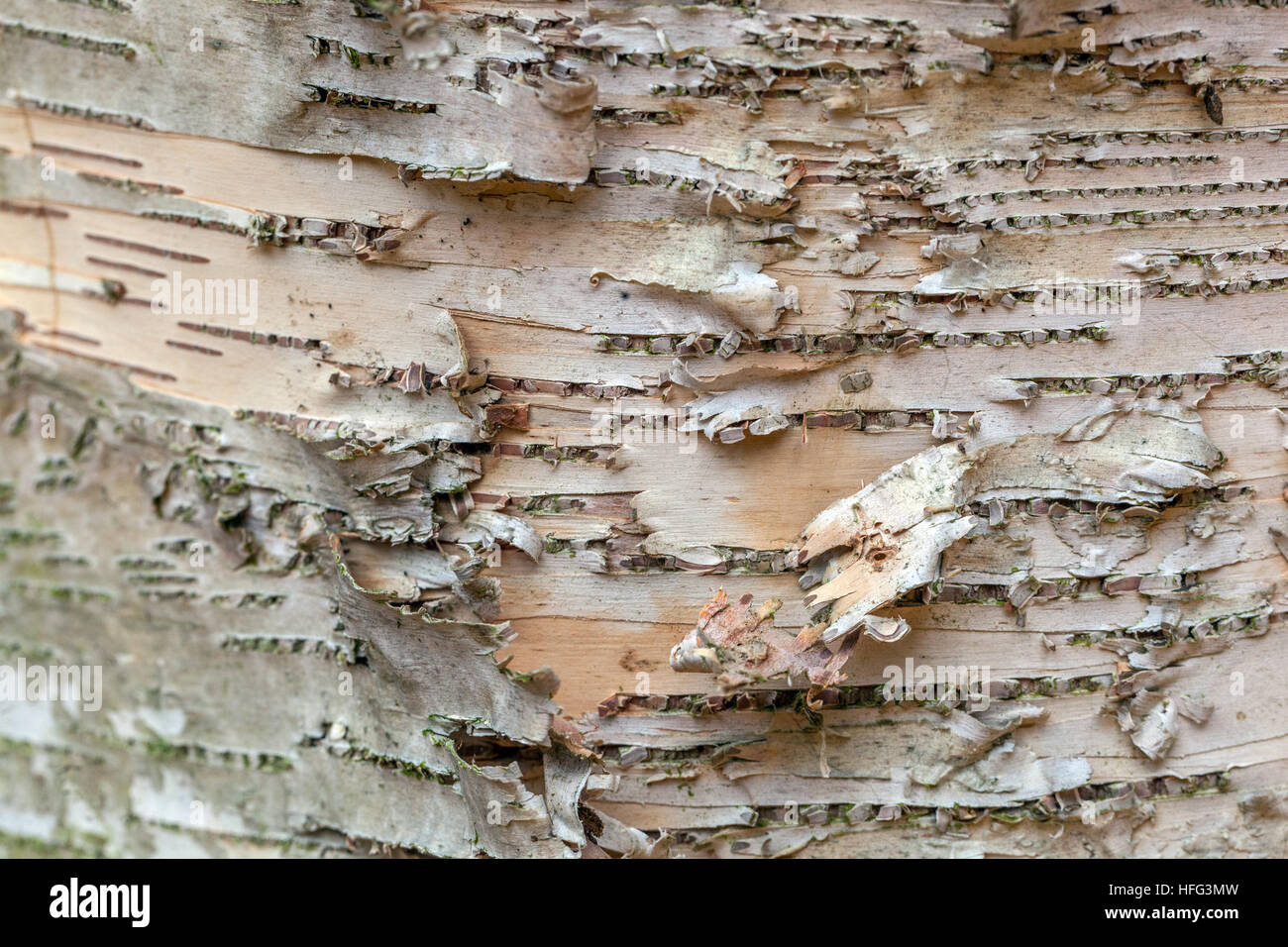 Betula papyrifera, le bouleau blanc, le détail de l'écorce Banque D'Images