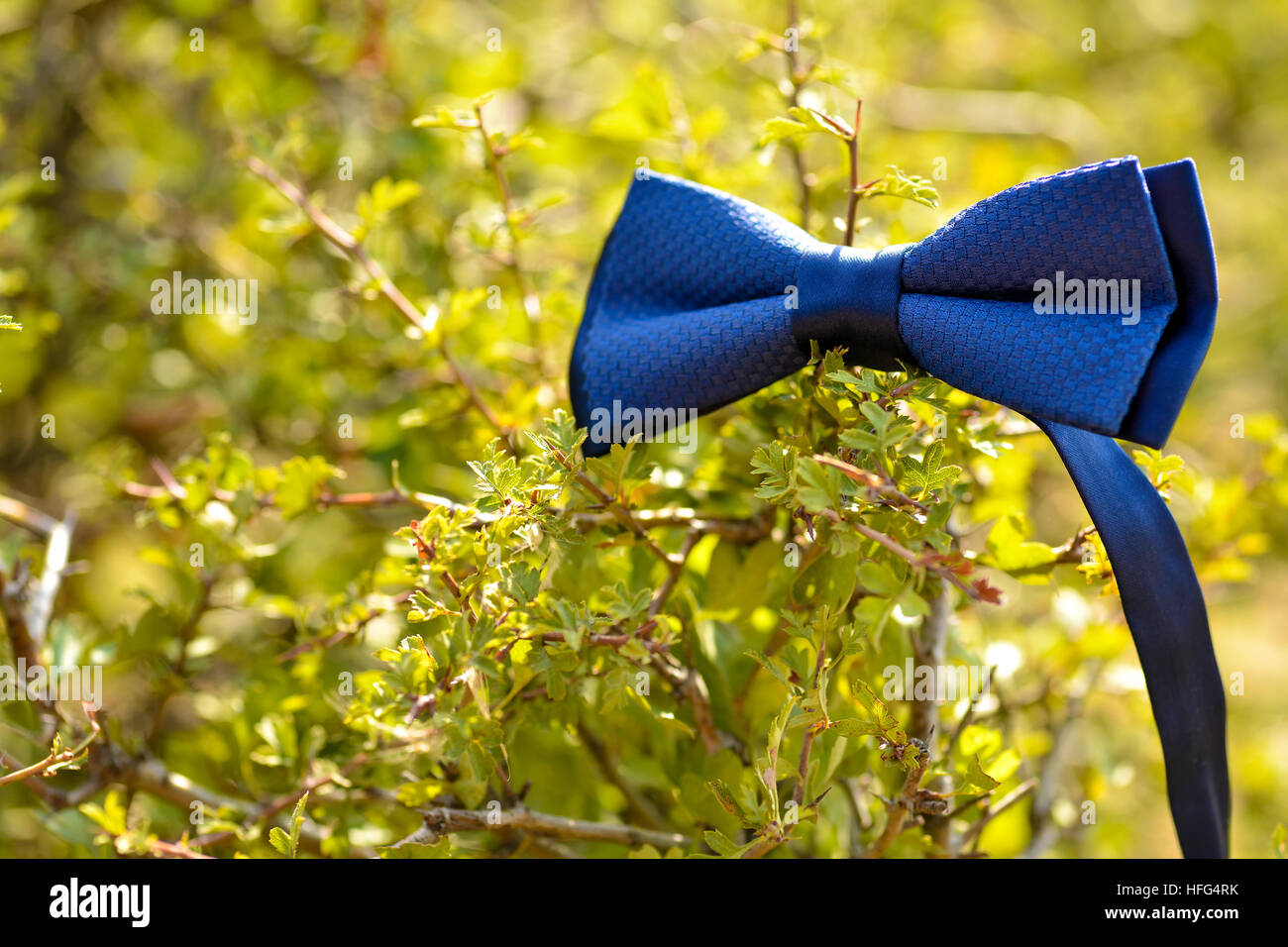 Noeud papillon accroché dans les buissons en plein jour Banque D'Images