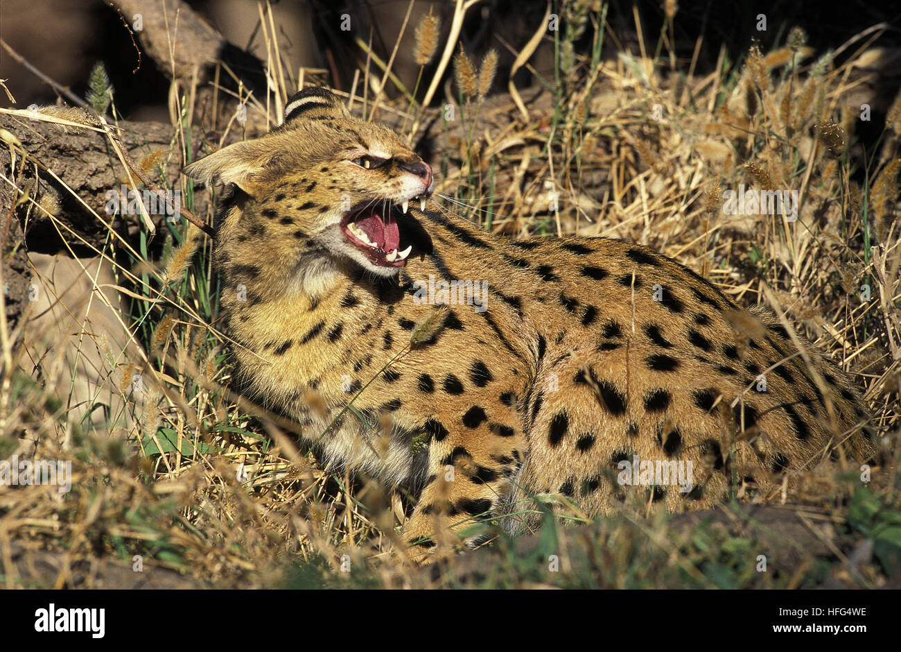 Serval (Leptailurus serval, ses crocs d'Adultes Banque D'Images