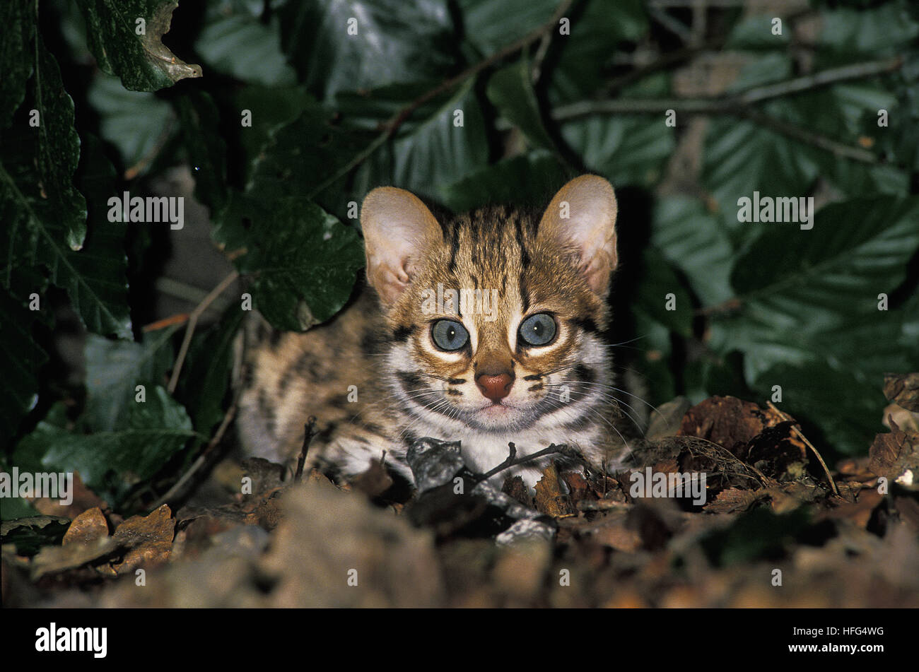 Chat-léopard, Prionailurus bengalensis, Cub portant Banque D'Images