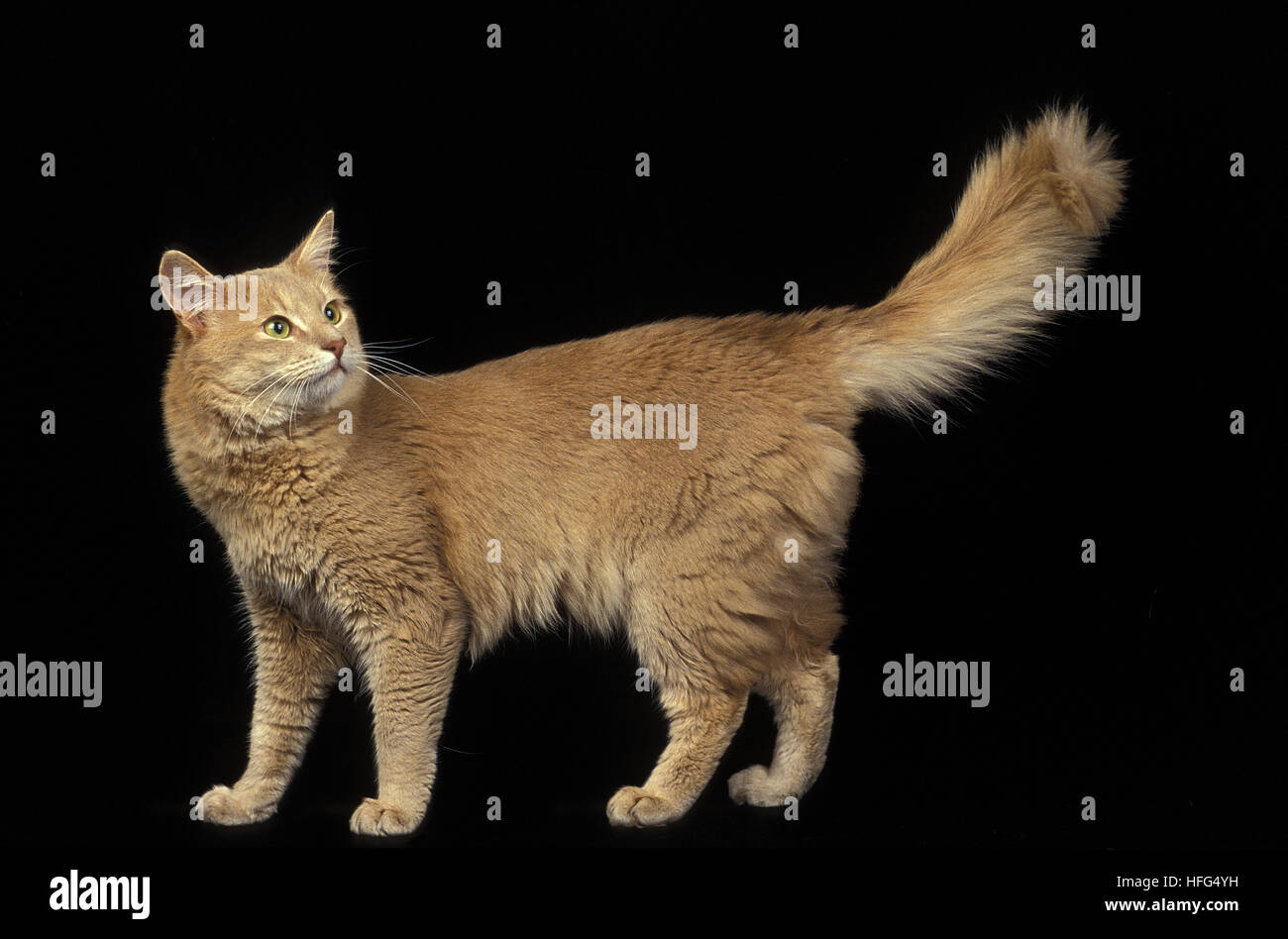 Somali Fawn chat domestique, des profils comité permanent sur fond noir Banque D'Images
