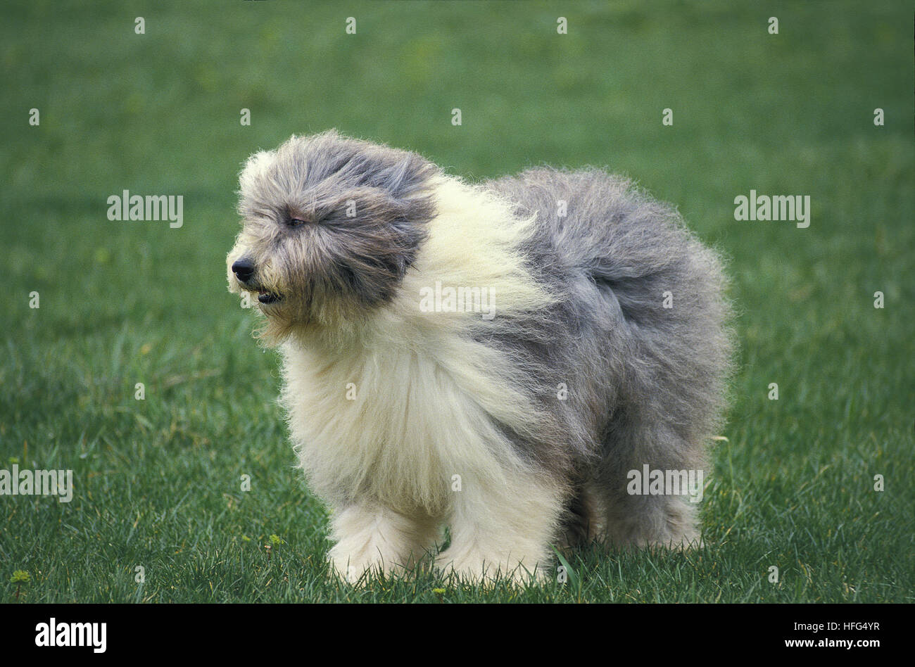 Chien Bobtail ou Old English Sheepdog, adulte debout sur l'herbe Banque D'Images