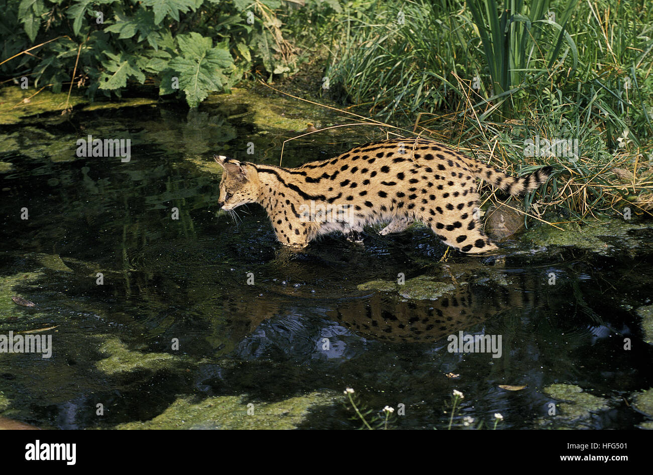 Serval (Leptailurus serval, des profils entrant dans l'eau Banque D'Images