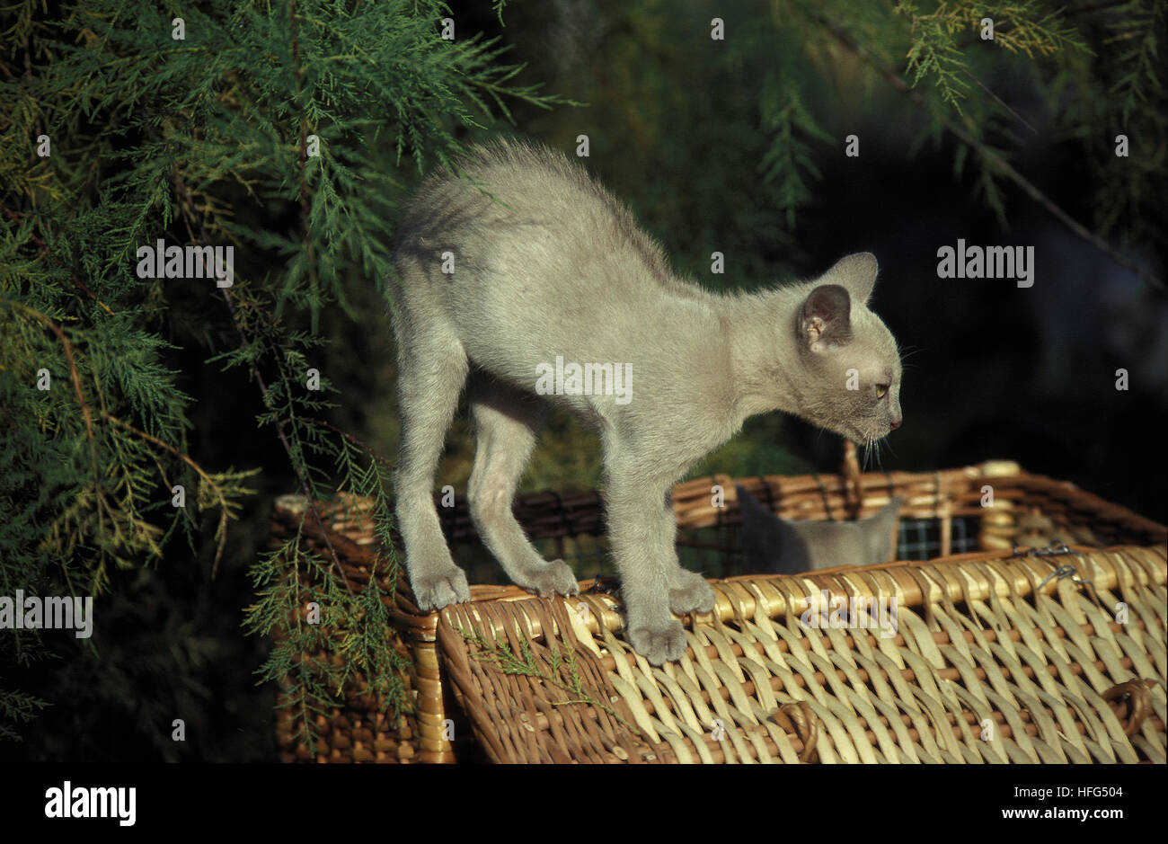 Chat domestique, chaton birman avec dos arqué en pose défensive Banque D'Images