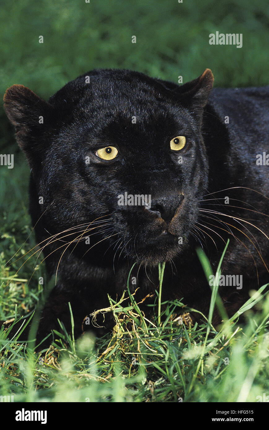 Black Panther, Panthera pardus, des profils portant sur l'herbe Banque D'Images