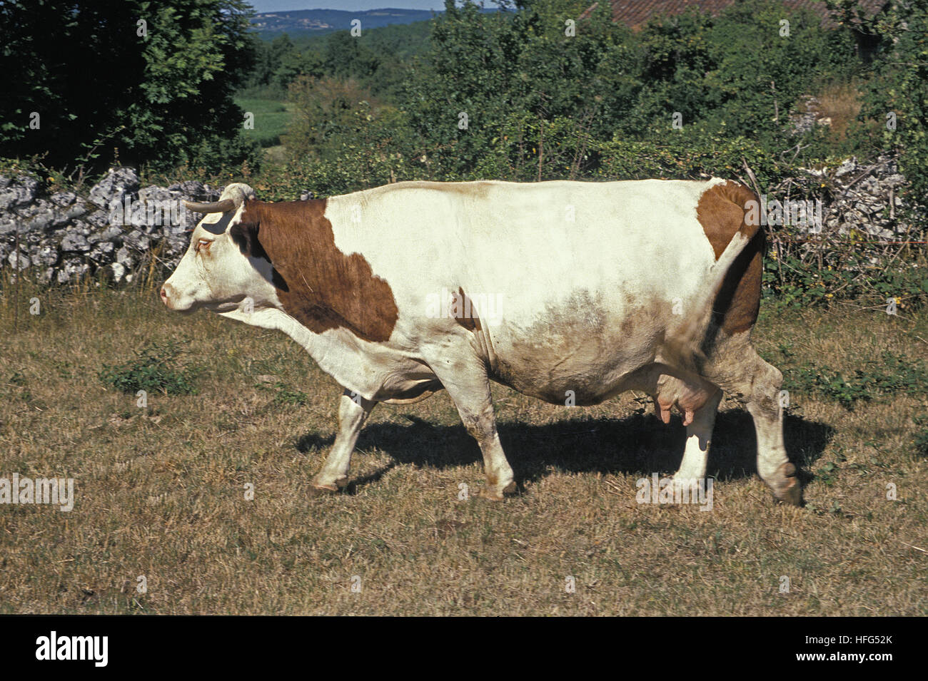 Vaches montbéliardes exclusivement les bovins domestiques, une race française Banque D'Images