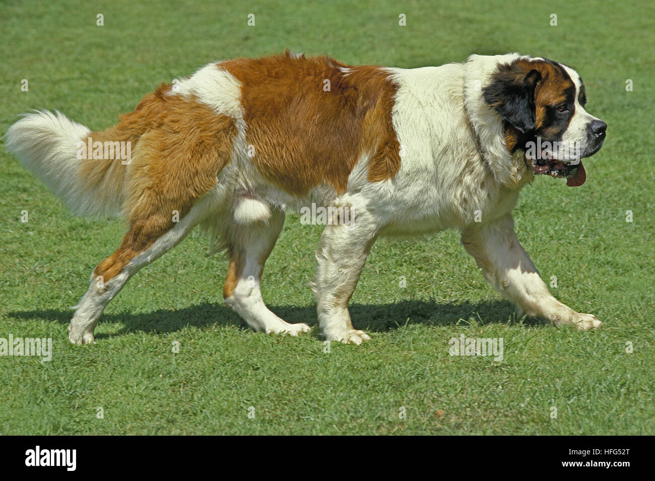 Saint Bernard, chien de sauvetage Banque D'Images