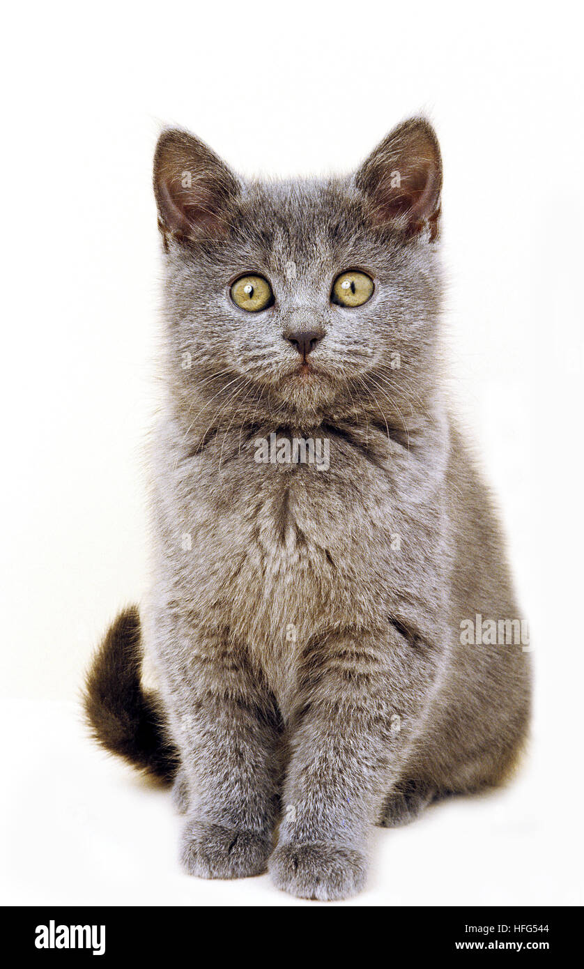 Chartreux Chat Domestique Chaton Assis Contre Fond Blanc Photo Stock Alamy
