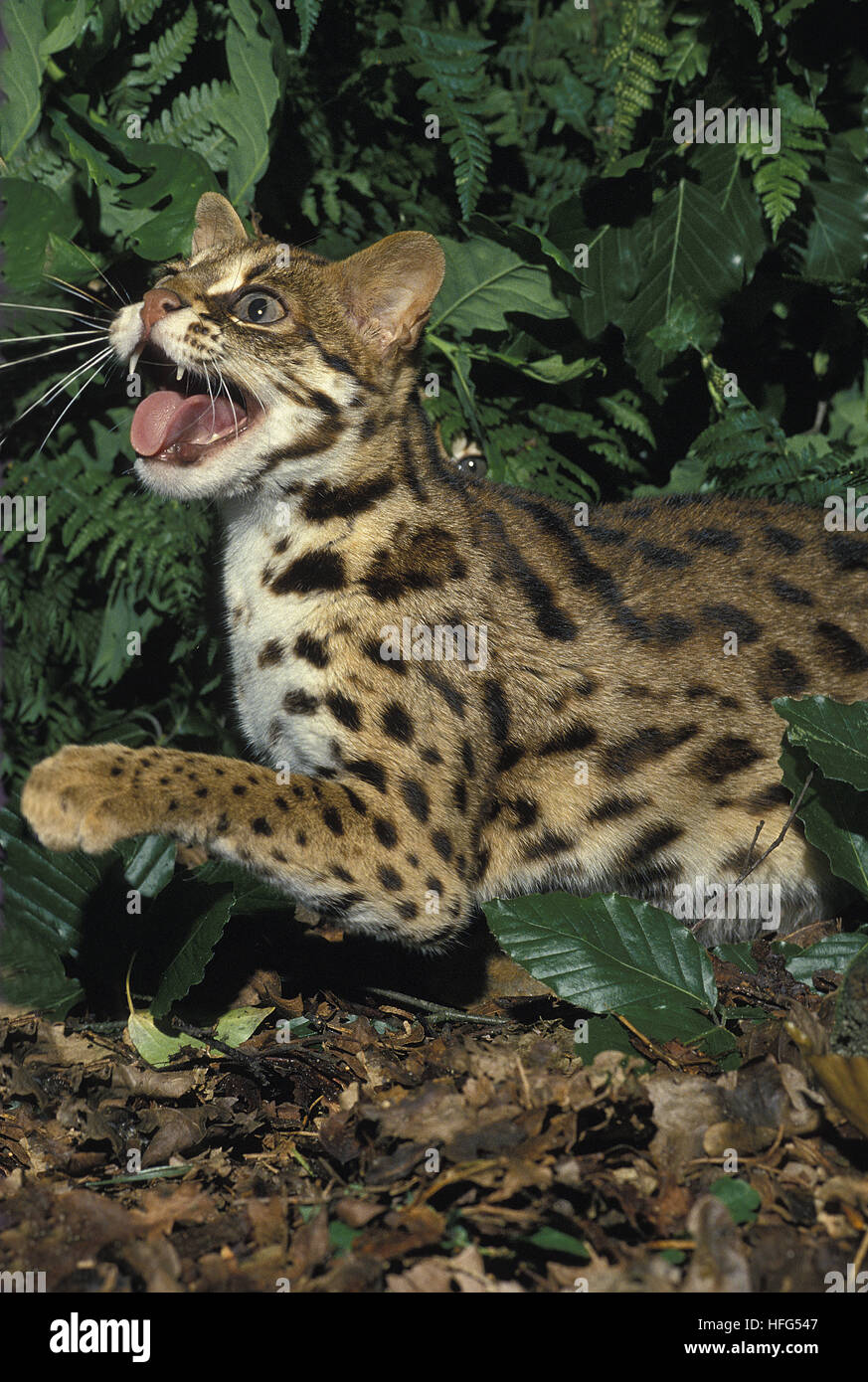 Chat-léopard, Prionailurus bengalensis, ses crocs d'Adultes Banque D'Images