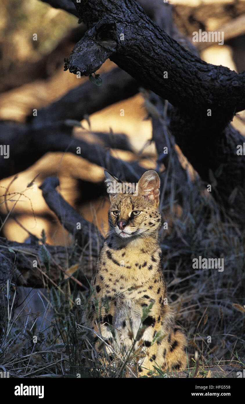 Serval (Leptailurus serval Banque D'Images