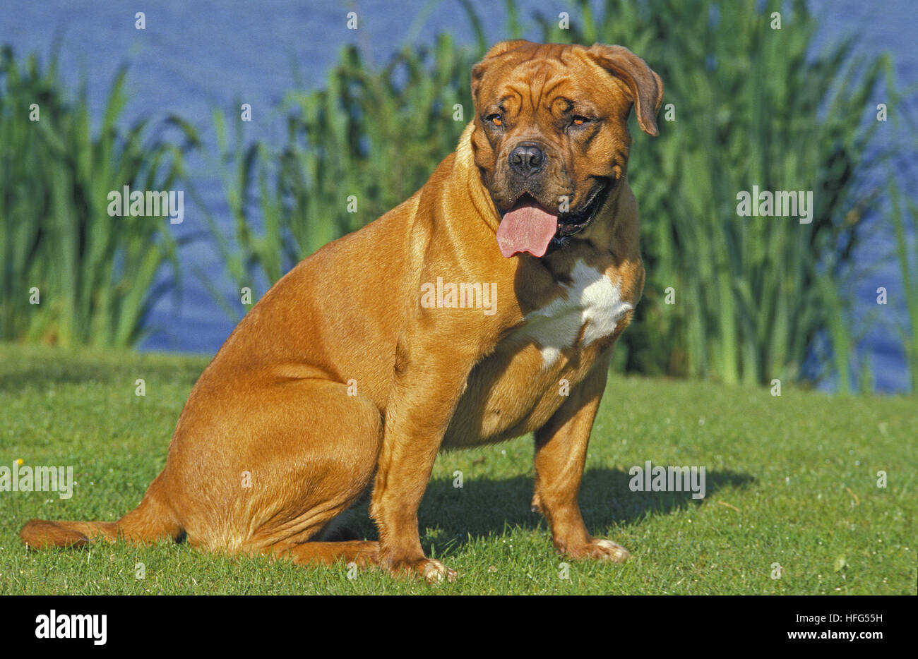 Bordeaux, chien de Mastiff séance adultes près du lac Banque D'Images