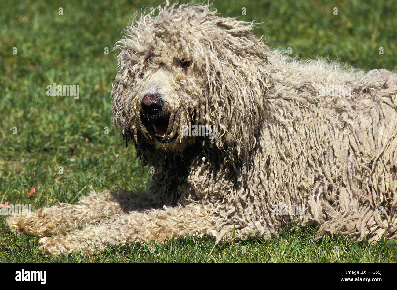 Chien Komondor, des profils portant sur la pelouse Banque D'Images