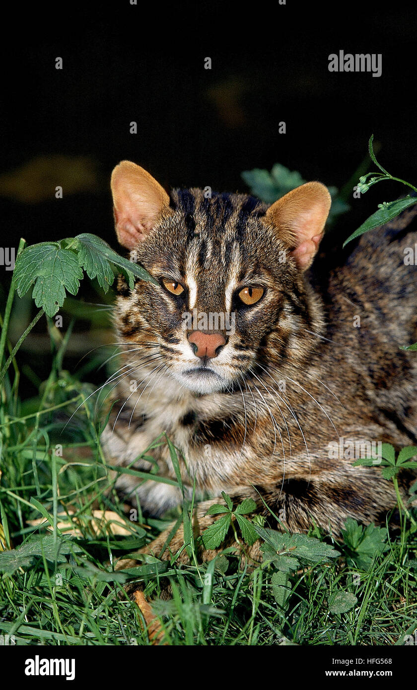 Amur Leopard Cat ou sibérien chat-léopard, Prionailurus bengalensis euptilura Banque D'Images