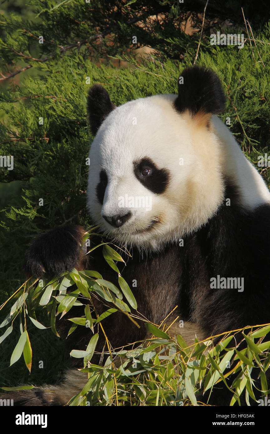 Le Panda Géant, Ailuropoda melanoleuca Banque D'Images